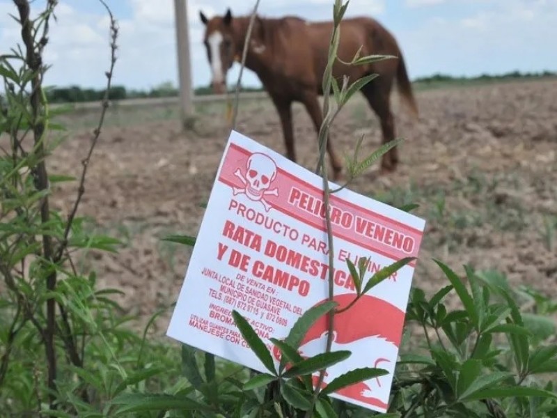 Anticipan campaña contra la rata de campo; hortalizas y soya