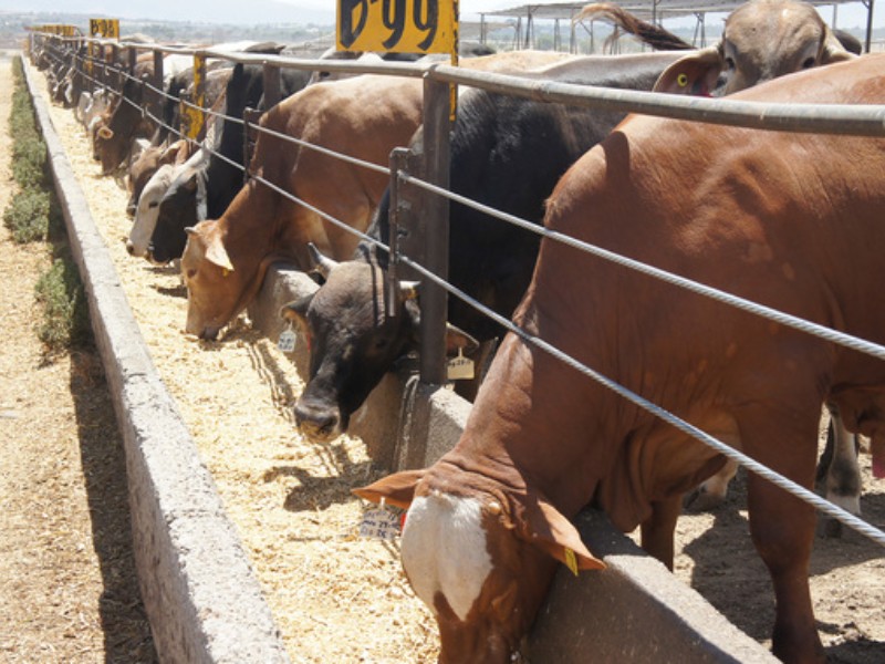 Anuncia Claudia Sheinbaum inversión de 700 mdp para producción de carne