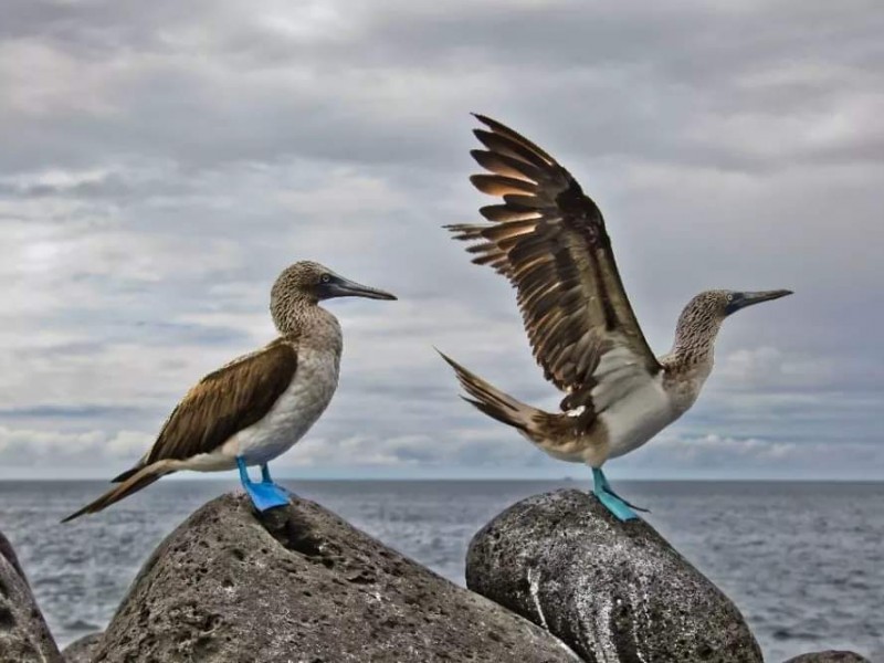 Anuncia Riviera Nayarit programa de aves para combatir el estrés