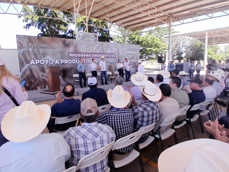 Anuncian apoyo emergente a trigo cristalino, 10 dólares por tonelada Anuncian apoyo emergente a trigo cristalino, 10 dólares por tonelada