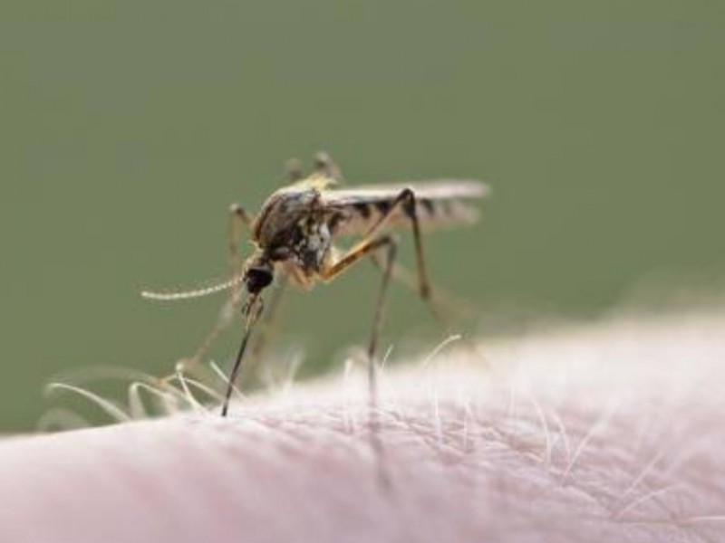 Anuncian campaña contra el dengue en Boca del Río