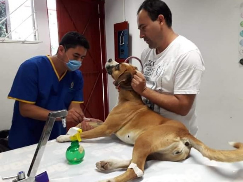 Anuncian campaña de esterilización canina y felina en Zamora