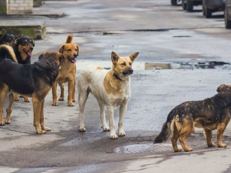 Anuncian campaña gratuita de esterilización canina y felina