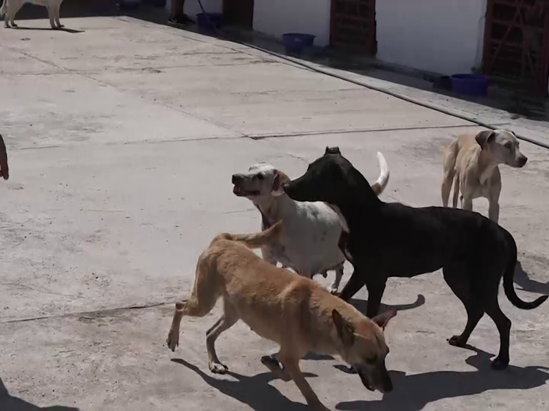 Anuncian campañas de esterilización y adopción canina en Torreón