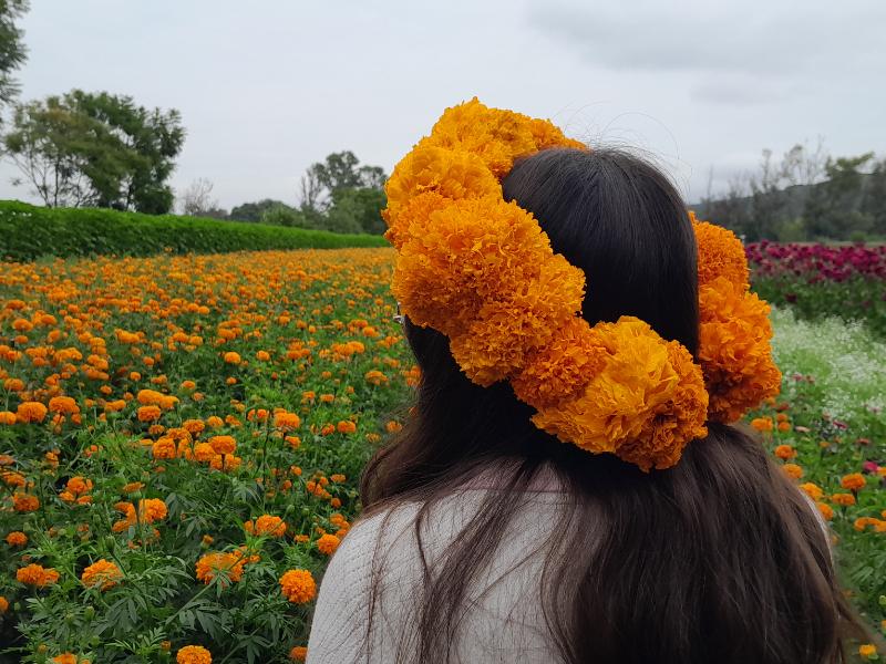 Anuncian Festival de la Flor de Cempasúchil en Tarímbaro este fin
