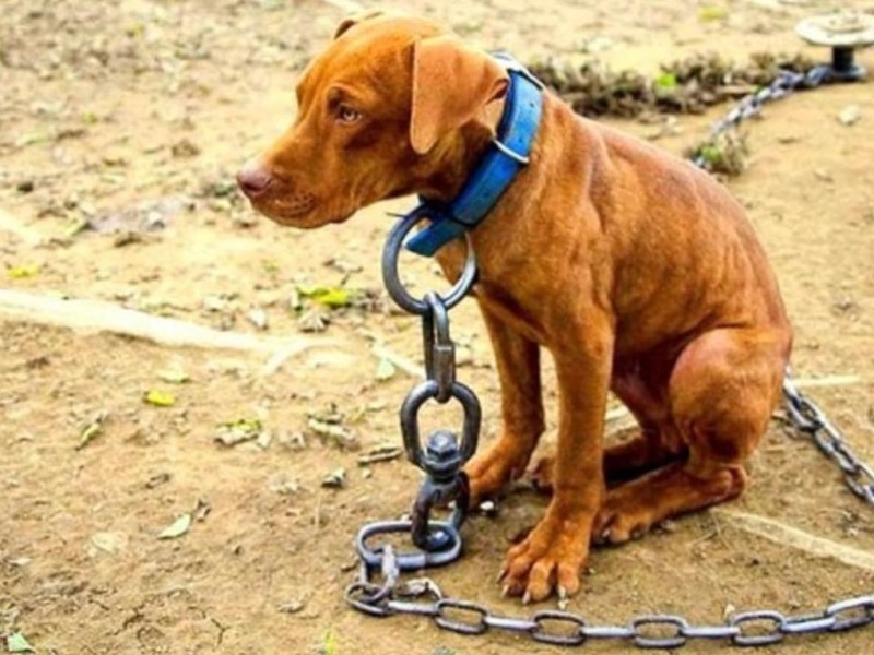 Anuncian foro en defensa de los animales y exigen transparencia al gobierno