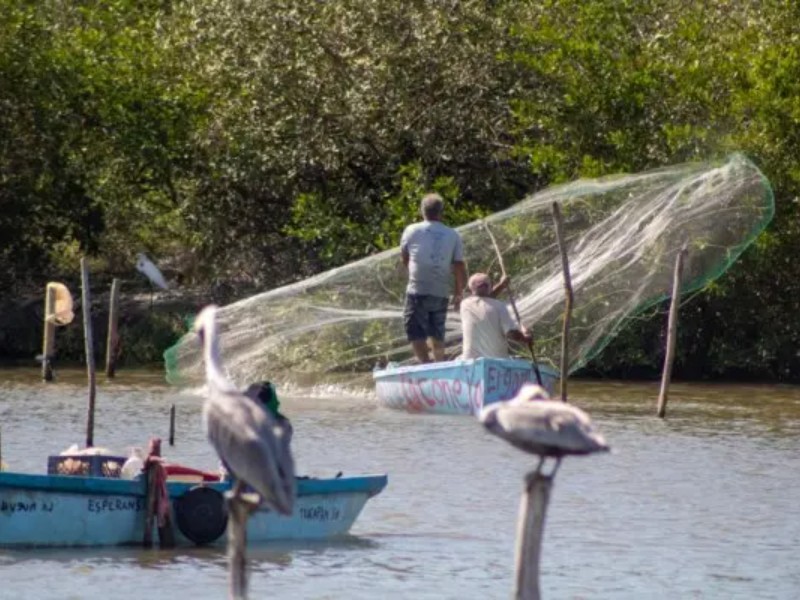 Anuncian levantamiento de veda de camarón en Nayarit