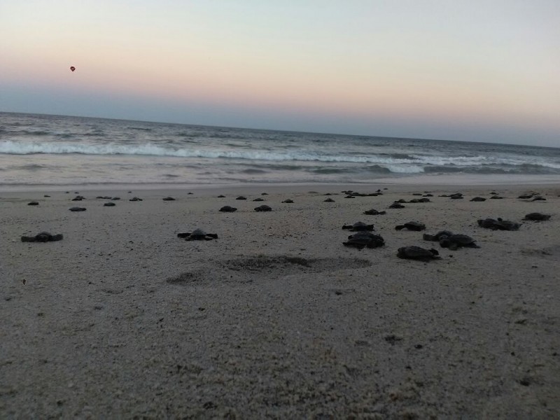 Anuncian liberación de tortugas en Concepción Bamba