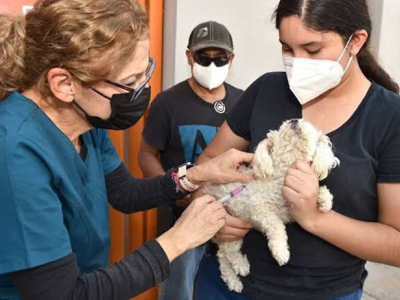 Anuncian modelo para atención canina y felina en Sonora