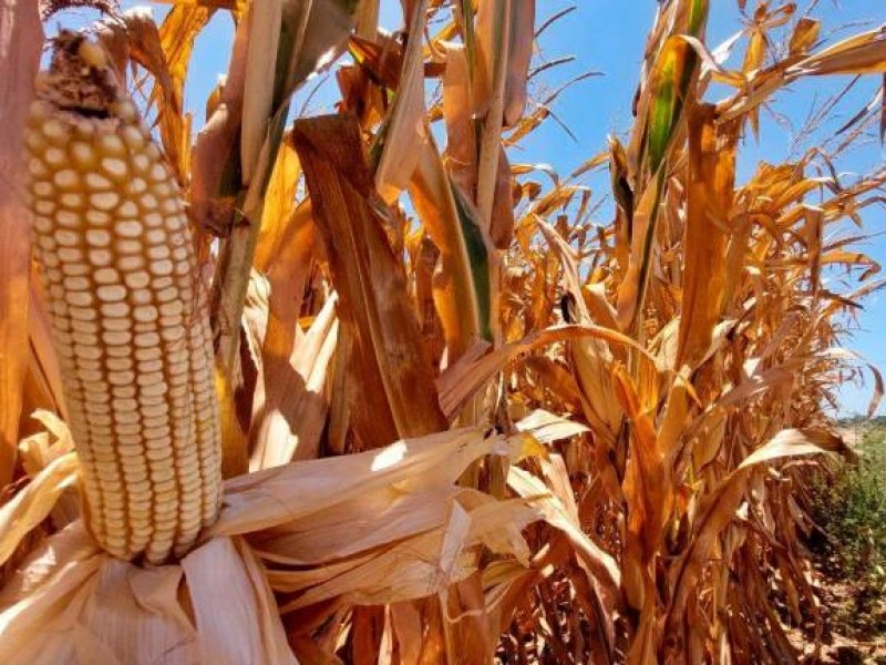 Anuncian precio para el maíz, no cumple expectativa de productores