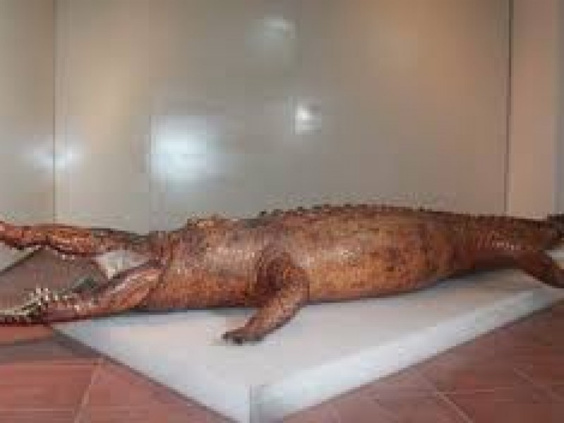 Anuncian regreso del cocodrilo del museo regional