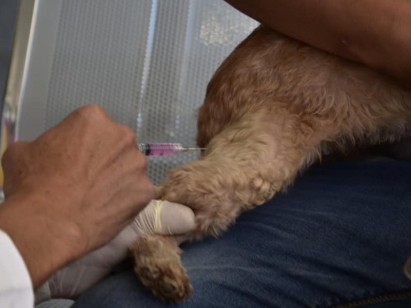 Anuncian vacunación antirrábica para perros y gatos en 14 municipios