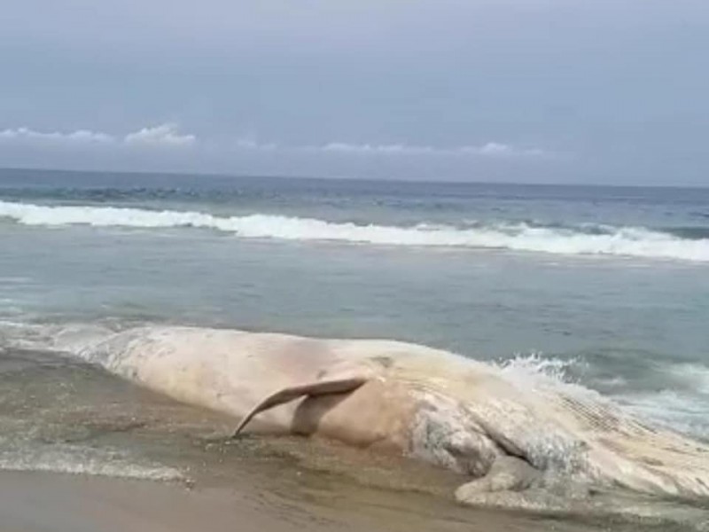Aparece ballena muerta en playa de Técpan