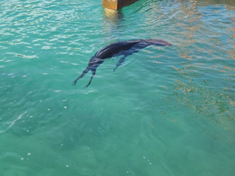 Aparece ejemplar de lobo marino en La Isla, Ixtapa
