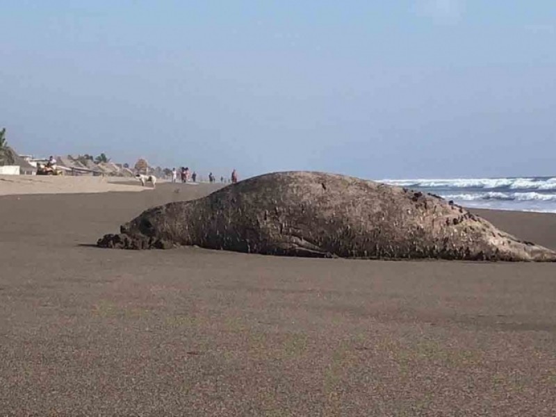 Aparece Elefante Marino de la Patagonia argentina en Chiapas