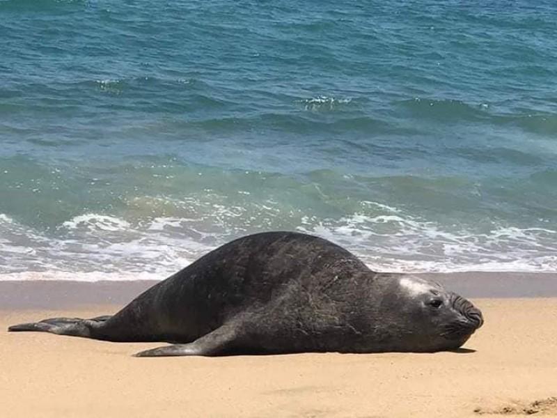 Aparece elefante marino en playas de San Pancho