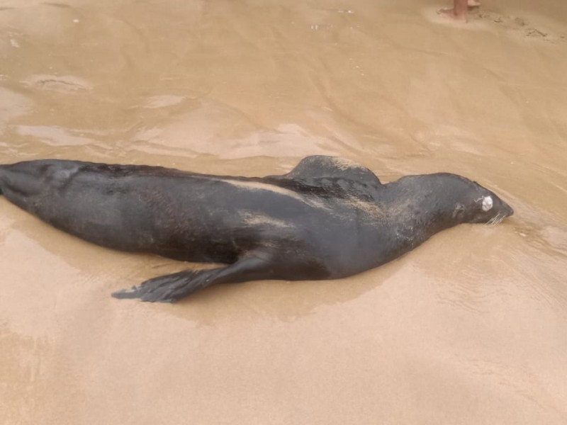 Aparece lobo marino muerto en Isla Ixtapa