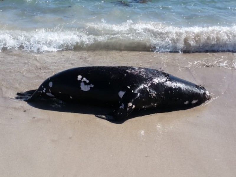 Aparece lobo marino sin vida en la Manga#1