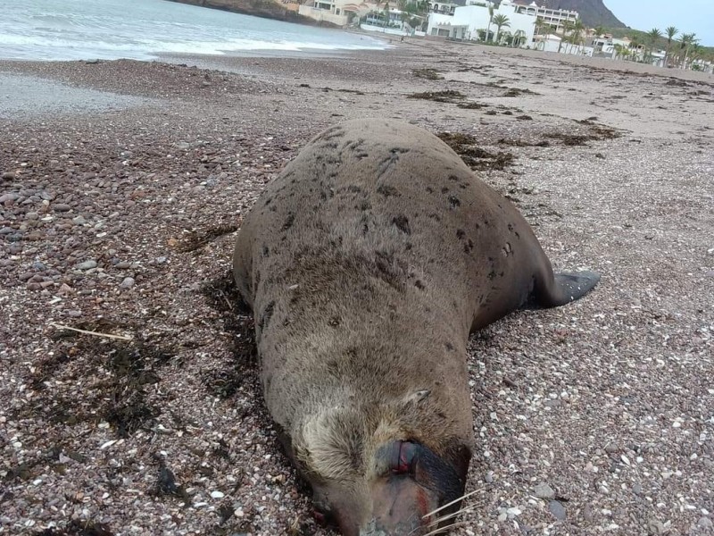 Aparece lobo marino varado en playas de san Carlos