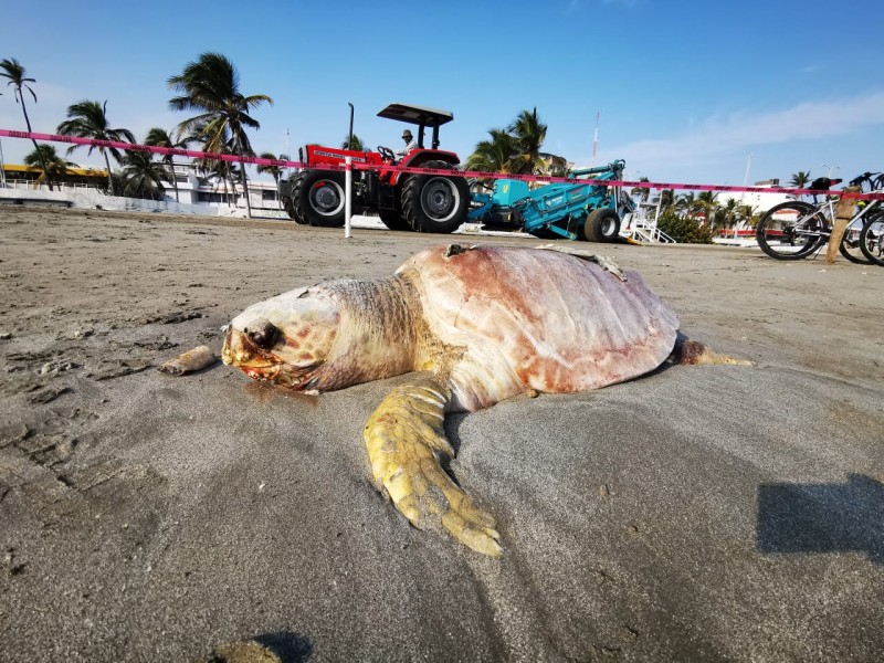 Aparece muerta tortuga en playa Martí en Veracruz