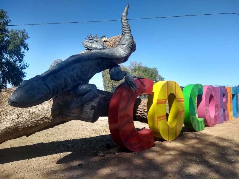 Aparece nueva iguana gigante en Cócorit