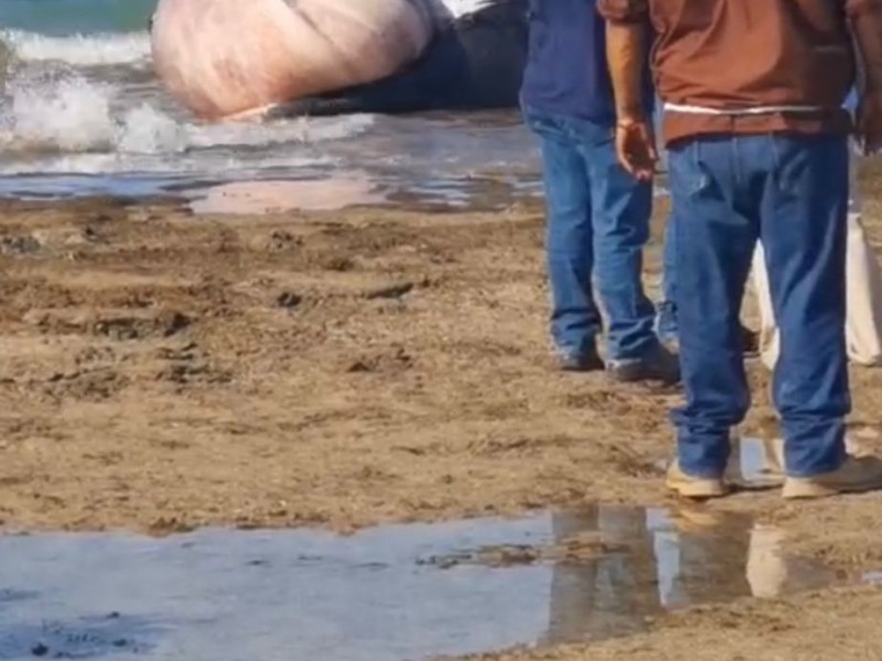 Aparece nuevamente ballena gris varada en playa, pero sin vida