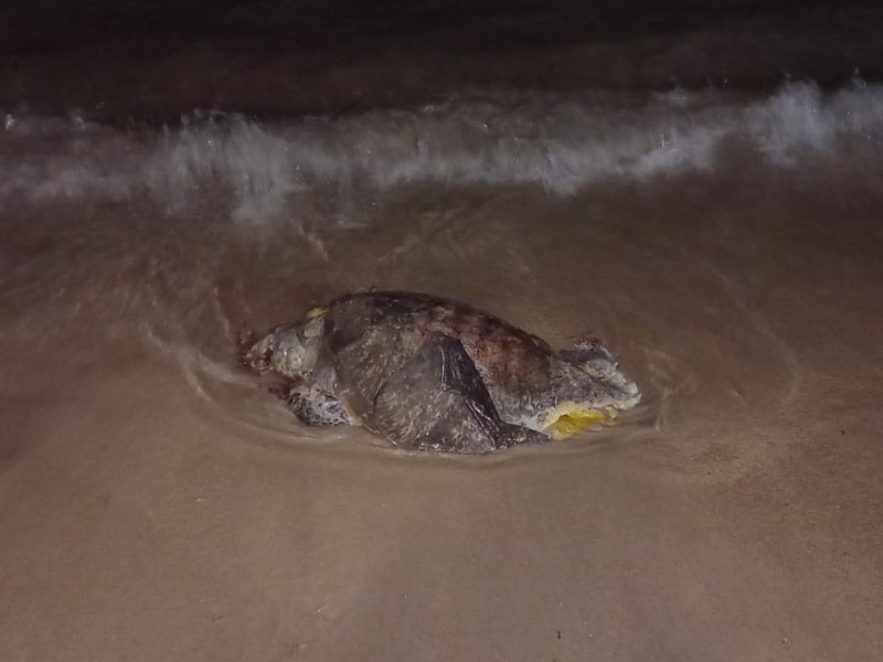 Aparece tortuga marina sin vida en Miramar