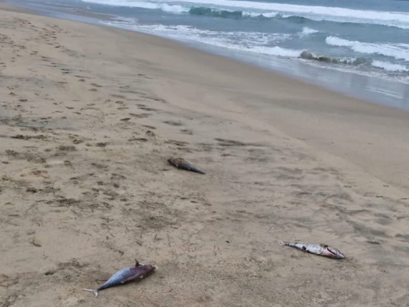 Aparecen decenas de peces muertos en playa Blanca