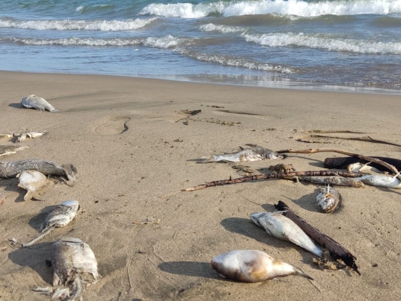 Aparecen decenas de peces muertos en Playa El Maviri