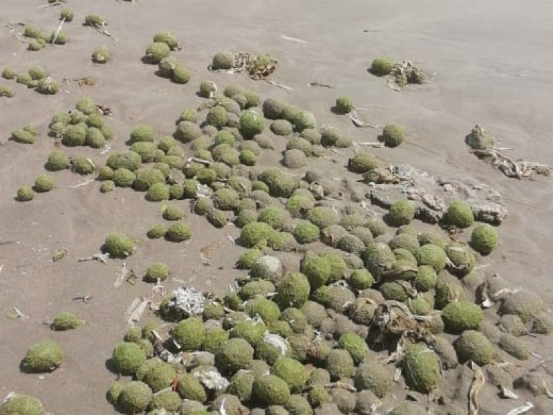 Aparecen extrañas esferas en playa huatabampito