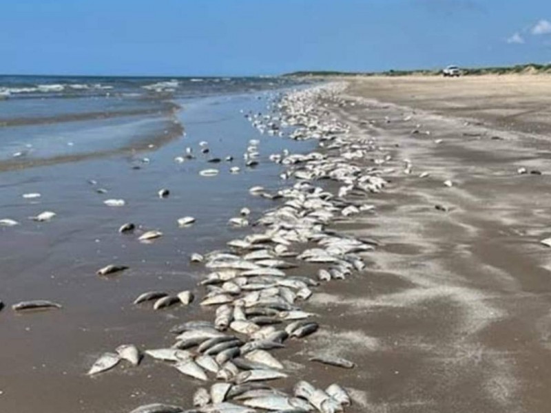 Aparecen miles de sardinas muertas en Playa de Bachoco