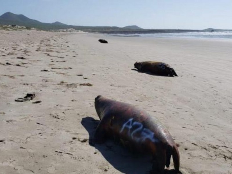 Aparecen muertos otros 25 lobos marinos en BCS