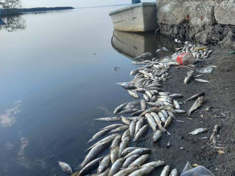 Aparecen peces muertos en Laguna de Chautengo