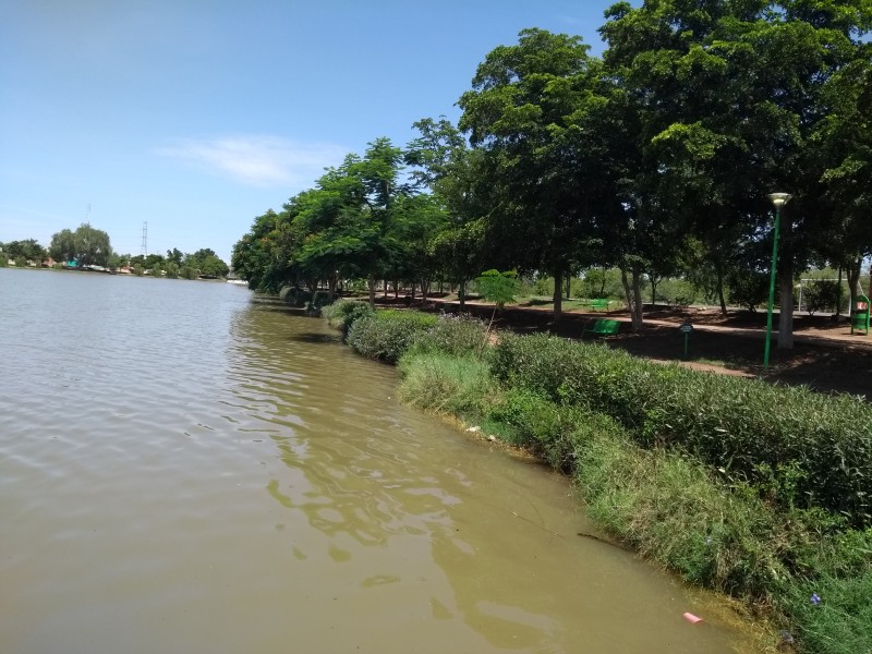 Aparecen peces muertos en laguna del Nainari