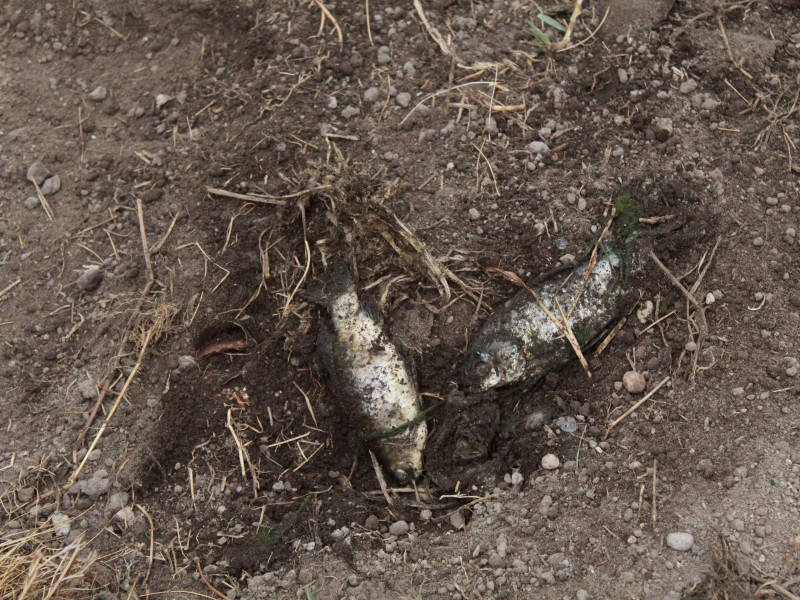 Aparecen peces muertos en parque de Metepec