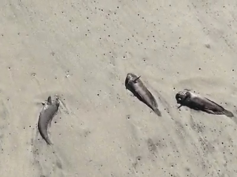 Aparecen peces muertos en playas de Papanoa