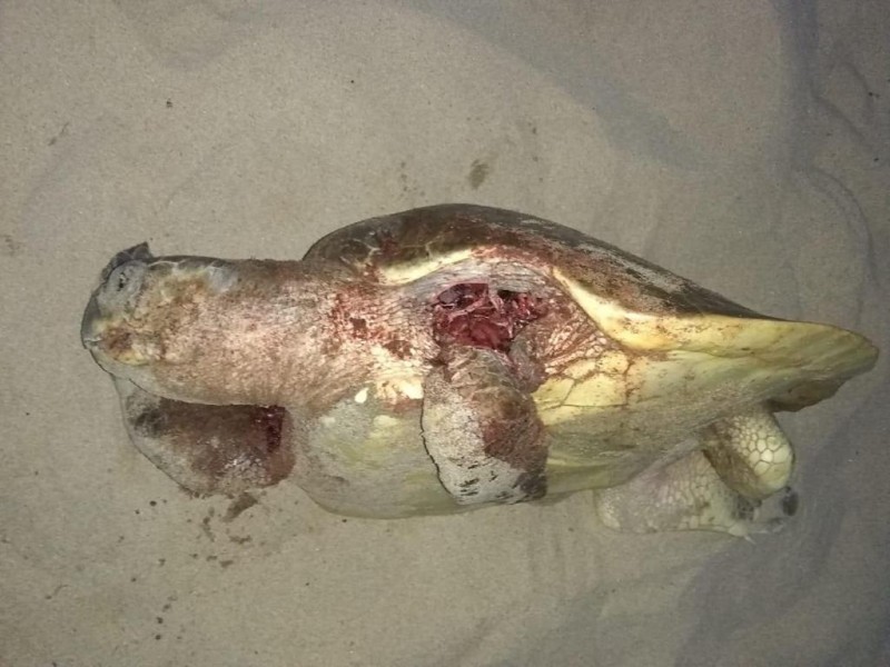 Aparecen tortugas muertas en playas de Costa Grande Guerrero