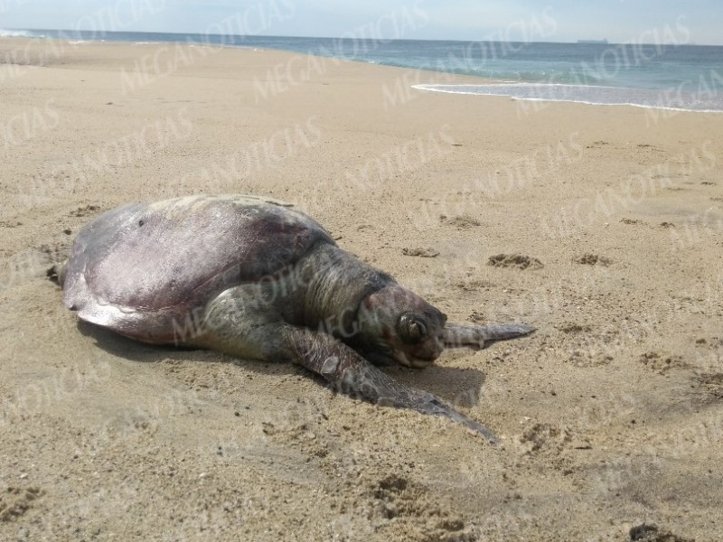 Aparecen tortugas muertas en Salina Cruz