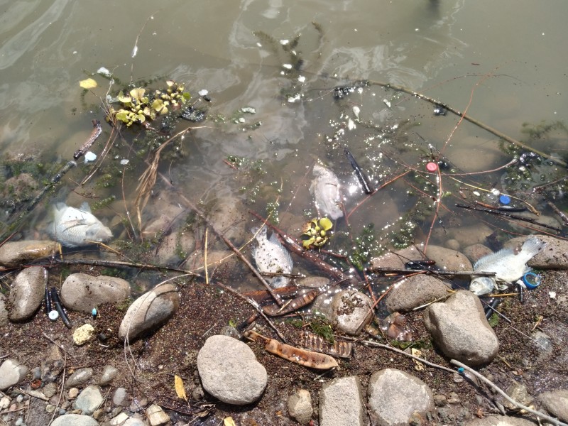 Aparecían muertos los peces tilapia en la laguna del Náinar