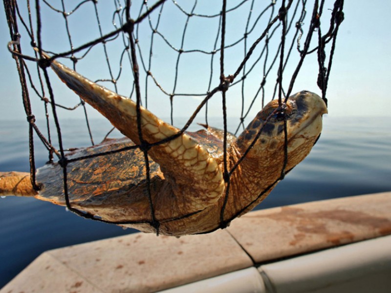 Aparte de ilegal, peligro por consumir tortuga marina para humanos