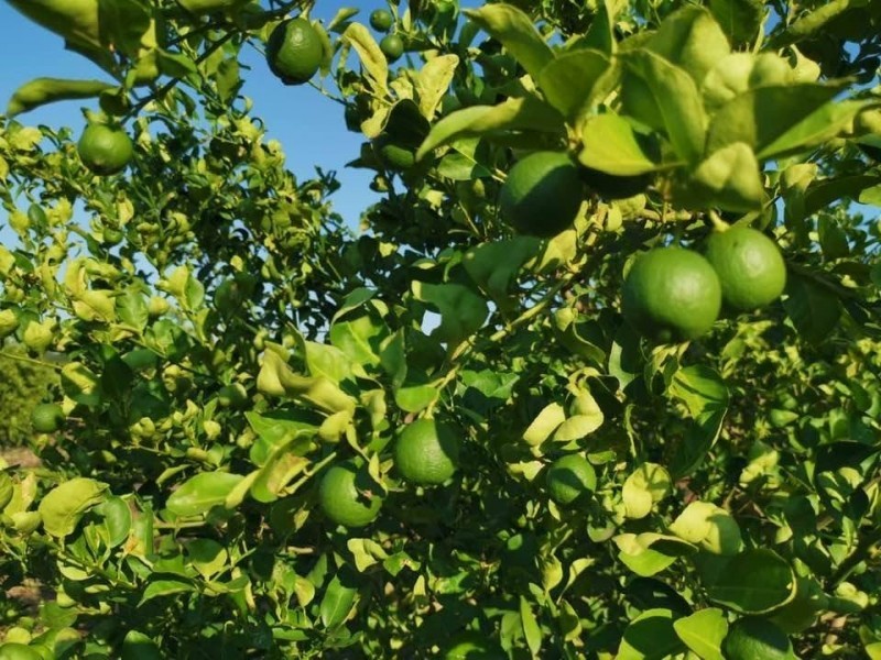 Apatzingán representa el 22% de la producción limonera