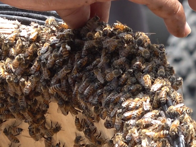 Apicultores mantienen colonias de abejas