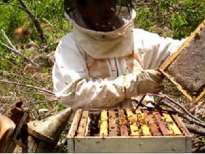 Apicultores recienten falta de comercialización  de miel