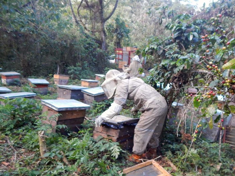 Apicultores sin certificación en Chiapas