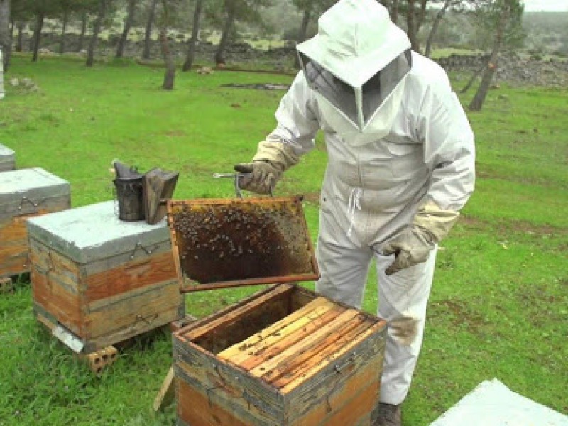 Apicultores tomarán medidas ante invasión de colmenas