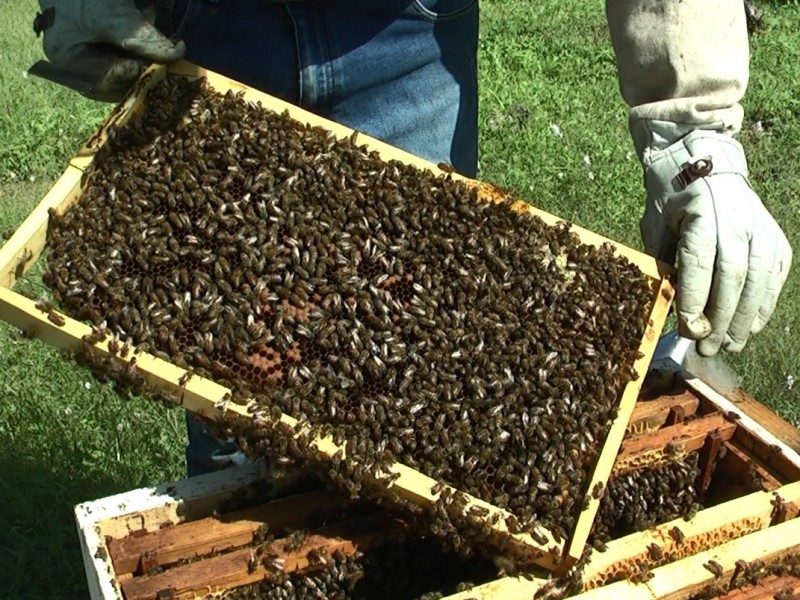 Apicultura: una práctica que preserva a las abejas