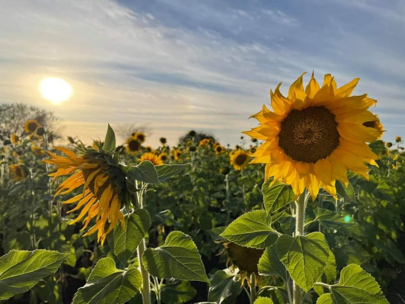 Aplazan apertura del Campo de Girasoles en Mocorito