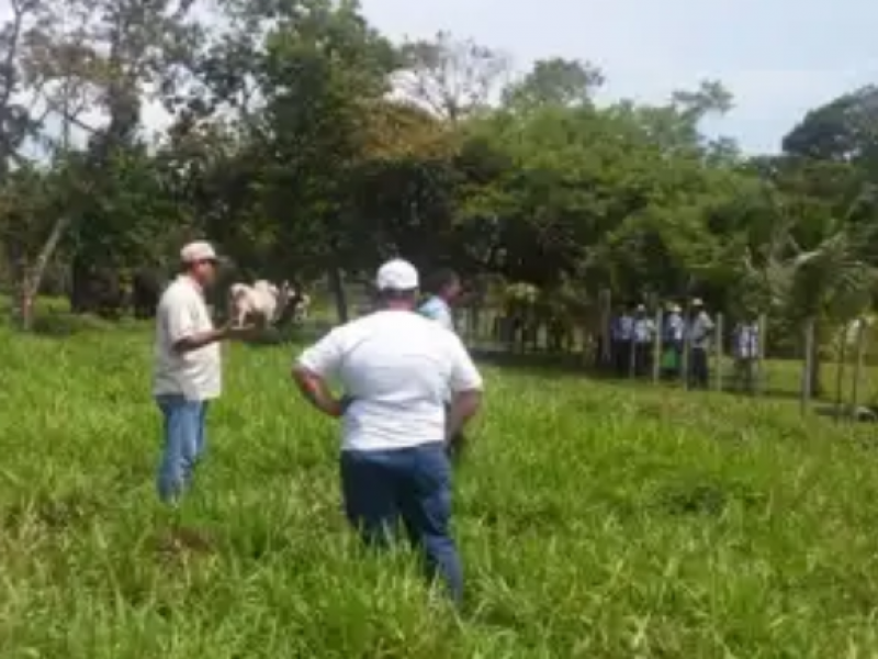 Aplica Chiapas estrategias ganaderas sustentables