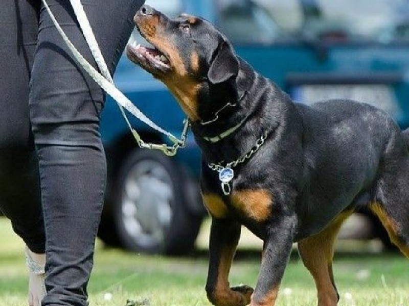 Aplican multas a dueños por pasear a perros sin correa