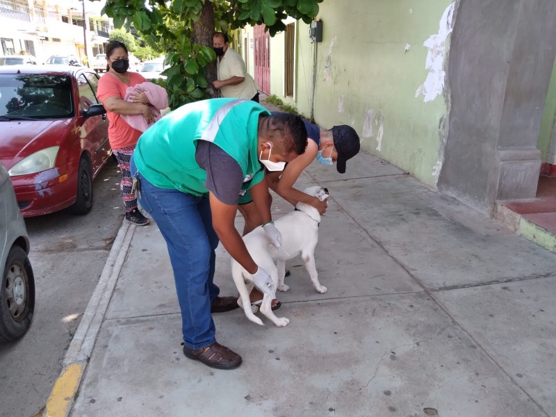 Aplican vacunas antirrábica canina y felina en El Espinal